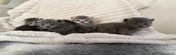 Scottish Fold cats for sale: Scottish fold x  - Advert 9