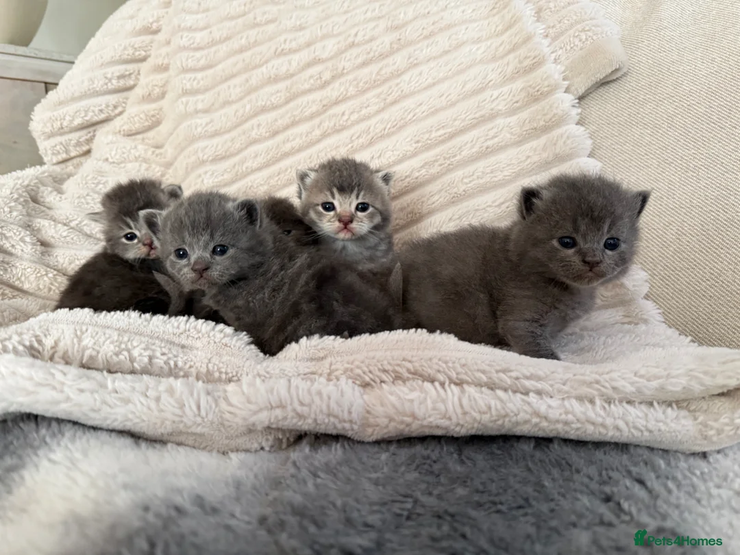 Scottish Fold cats for sale: One blue  female left ready to go .  - Advert 2