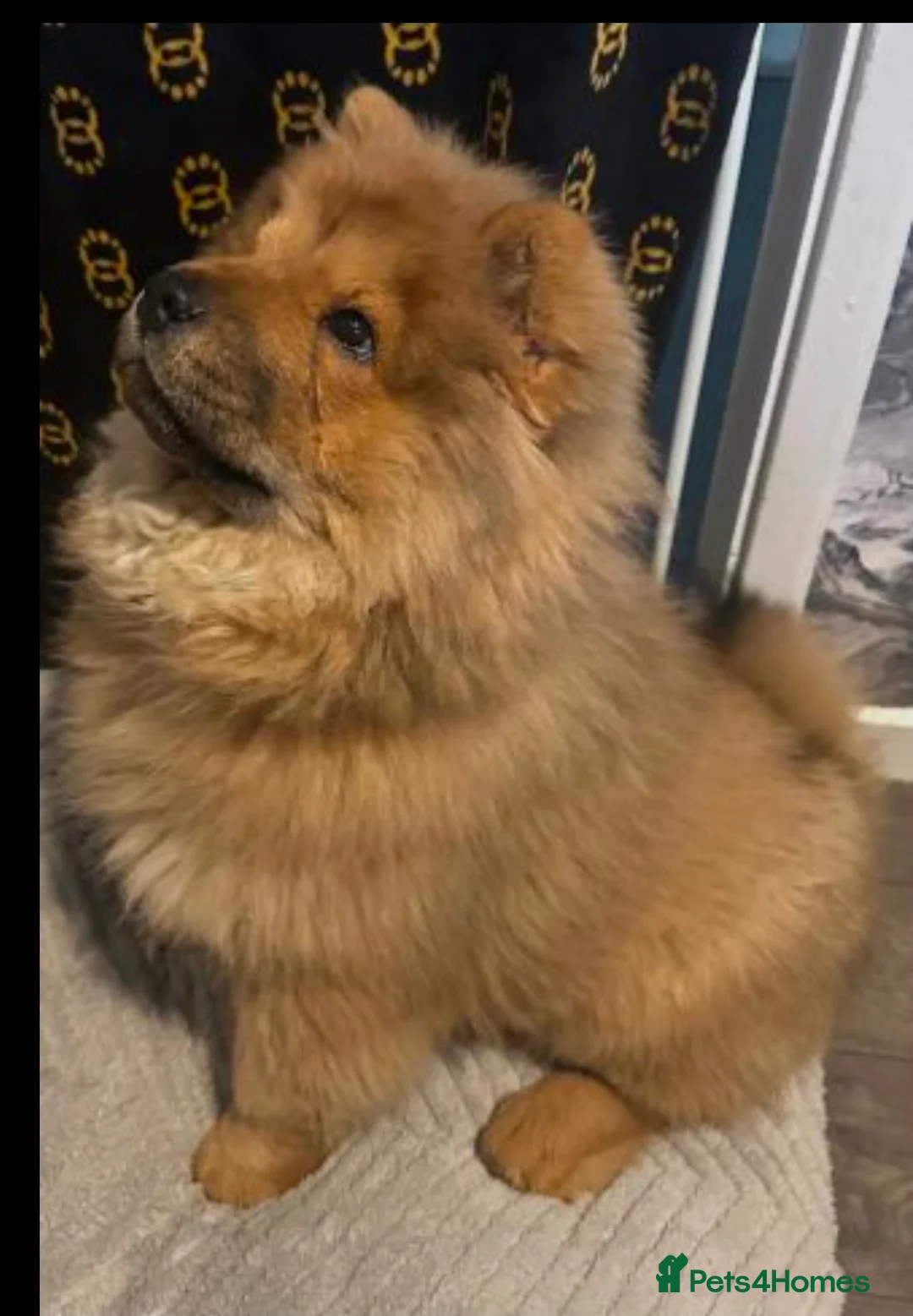 Chow Chow dogs for sale: Chow chow  in Wakefield - Advert 1