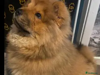 Chow Chow dogs Chow chow - Advert 2