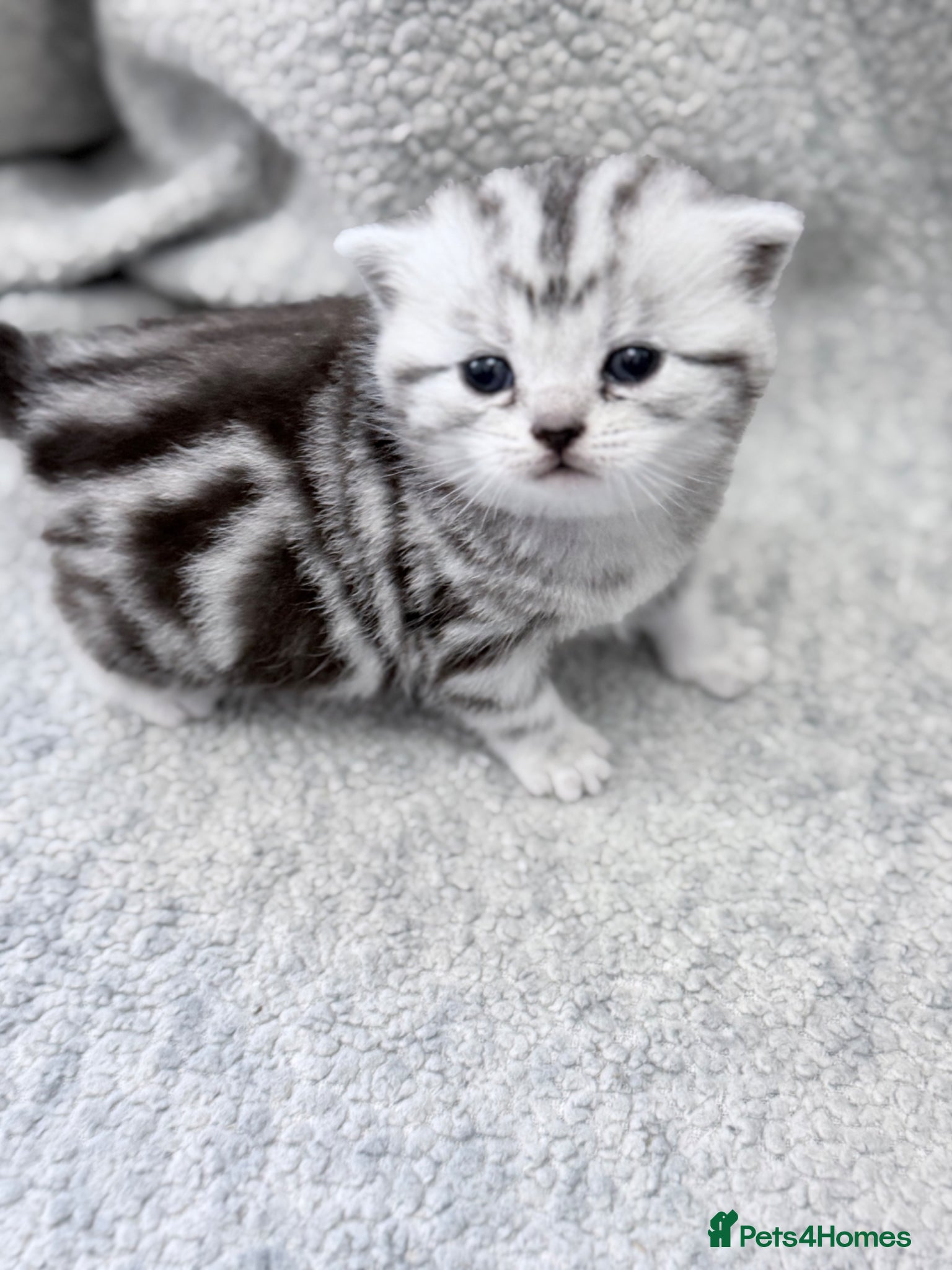 British Shorthair cats GCCF British shorthair silver tabby female kitten  - Advert 1