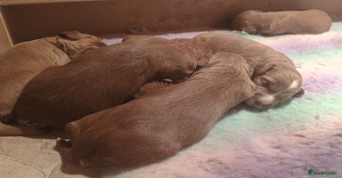 Australian Labradoodle dogs - Advert 1