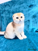 Scottish Fold cats - Advert 3