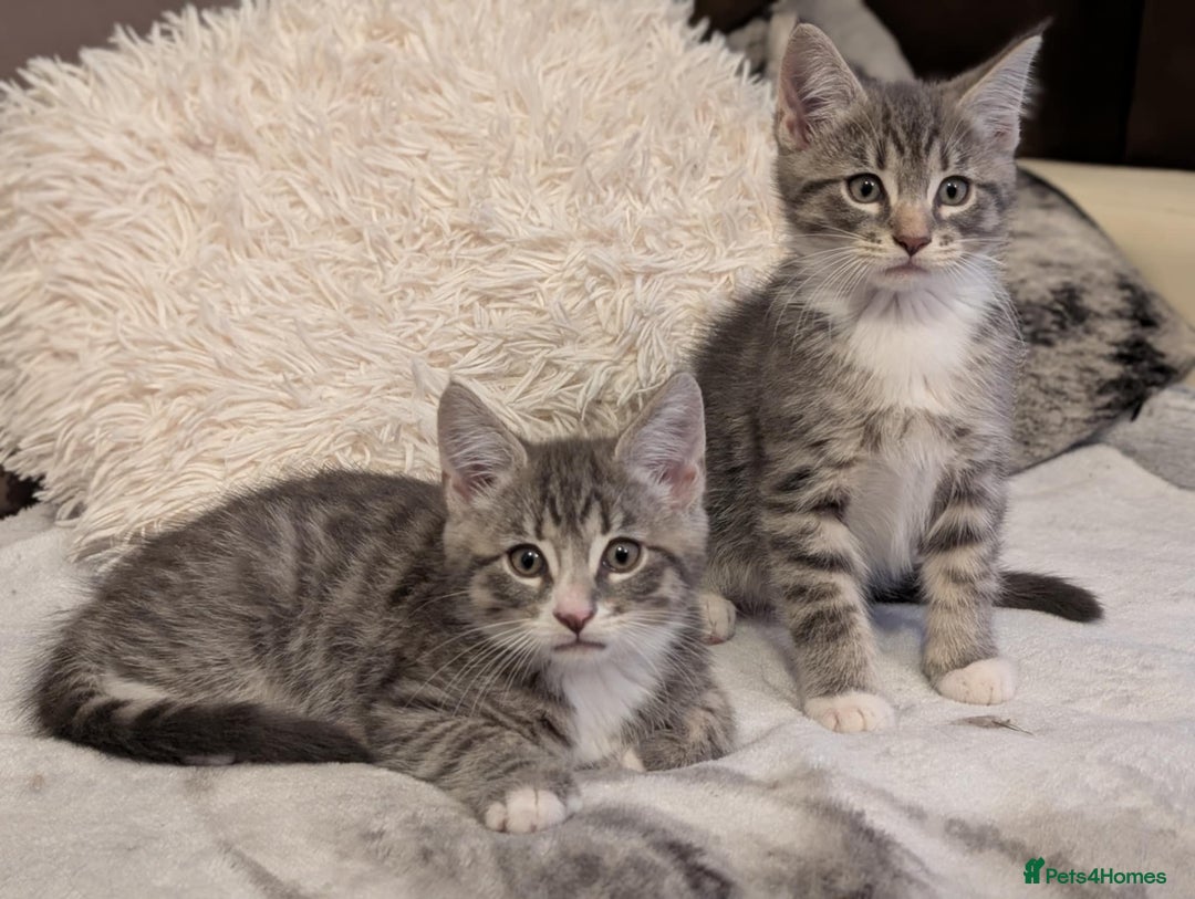 Maine Coon cats for sale: Beautiful half maine coon kitten - Image 15