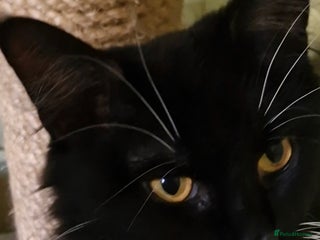 Maine Coon cats Maine coone kittens - Advert 1