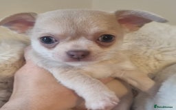 Chihuahua dogs for sale: Gorgeous Smooth coat KC registered chihuahuas - Image 6