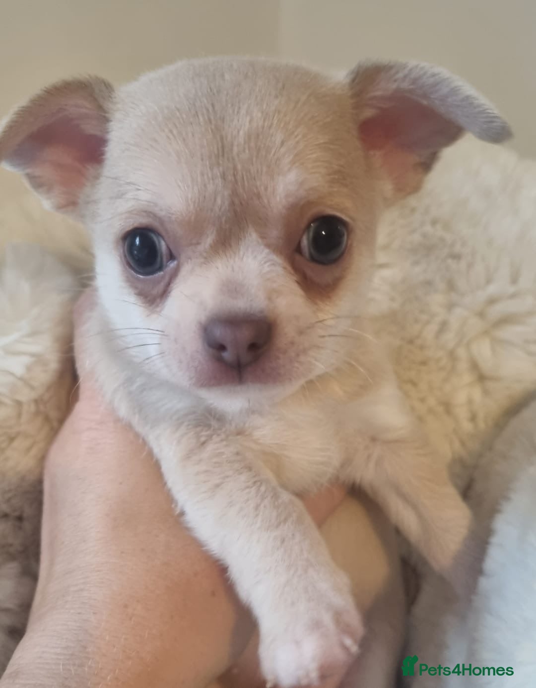 Chihuahua dogs for sale: Gorgeous Smooth coat KC registered chihuahuas - Image 6