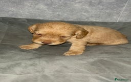 Cocker Spaniel dogs for sale: Cocker spaniel puppies  - Image 17