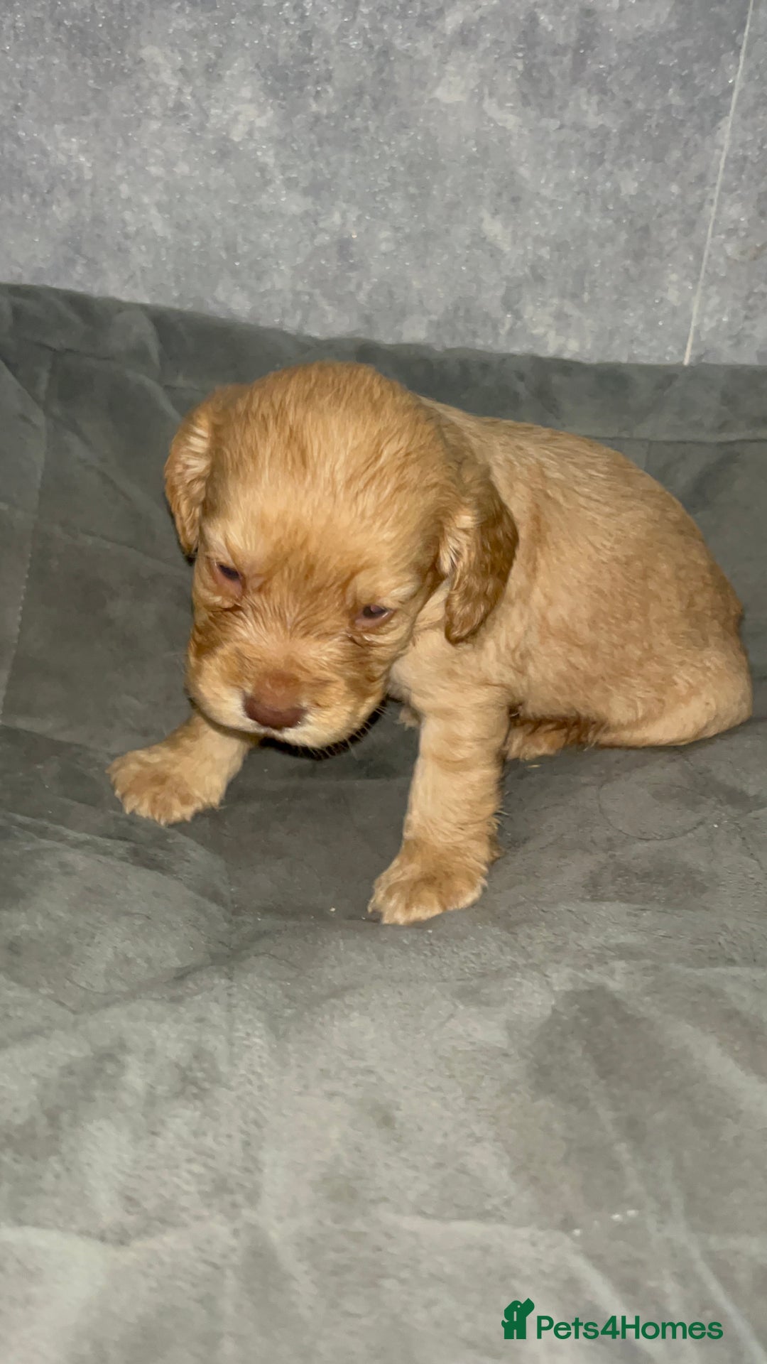 Cocker Spaniel dogs for sale: Cocker spaniel puppies  - Image 17