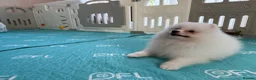 Pomeranian dogs for sale: Tiny White snow Pomeranian Puppies  - Advert 23