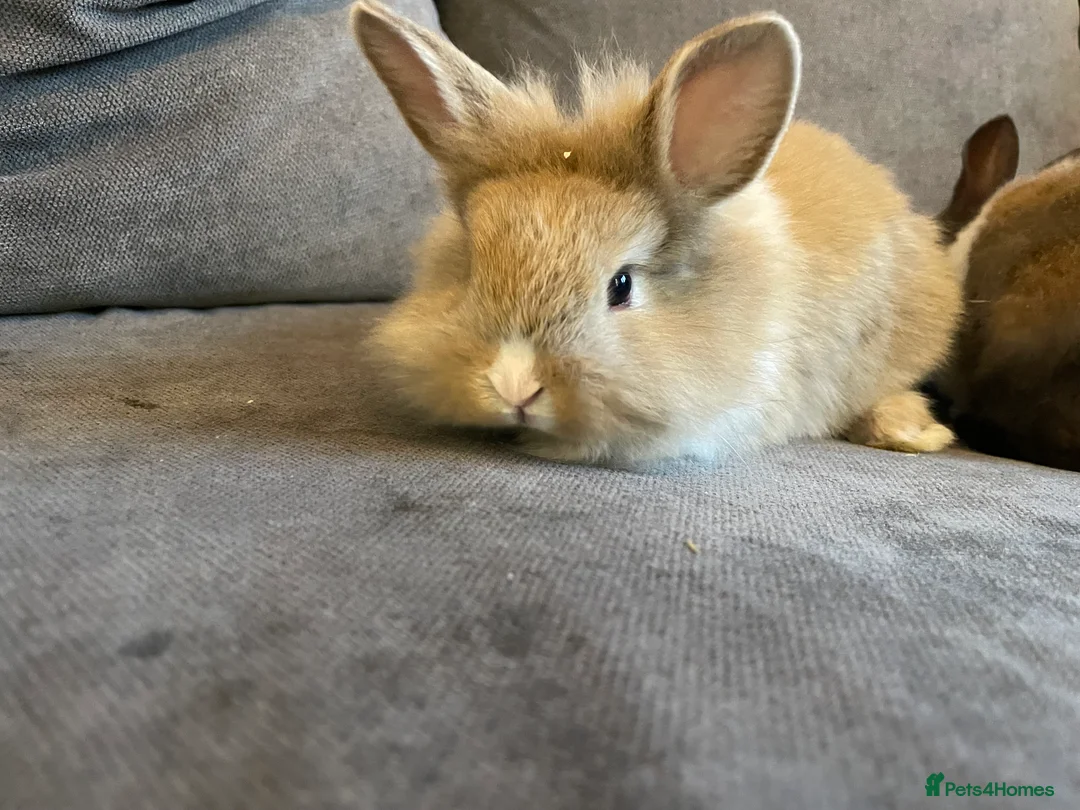 Mixed Breed rabbits for sale: 3 mixed breed rabbits available - Advert 2