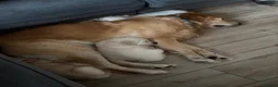 Golden Retriever dogs for sale: Golden Retriever puppies - Advert 9
