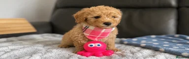  Poochon 4