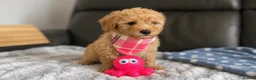 Poochon dogs for sale: Family raised Poochon puppies for sale  - Advert 11