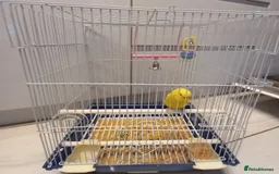 Budgerigars birds for sale: Bird and cage - Image 7
