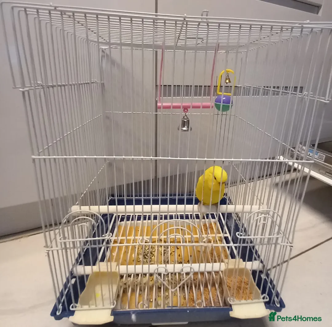 Budgerigars birds for sale: Bird and cage - Image 7
