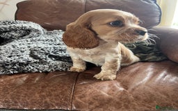 Cocker Spaniel dogs for sale: 🐾 Cocker Puppies 🐾 - Image 8