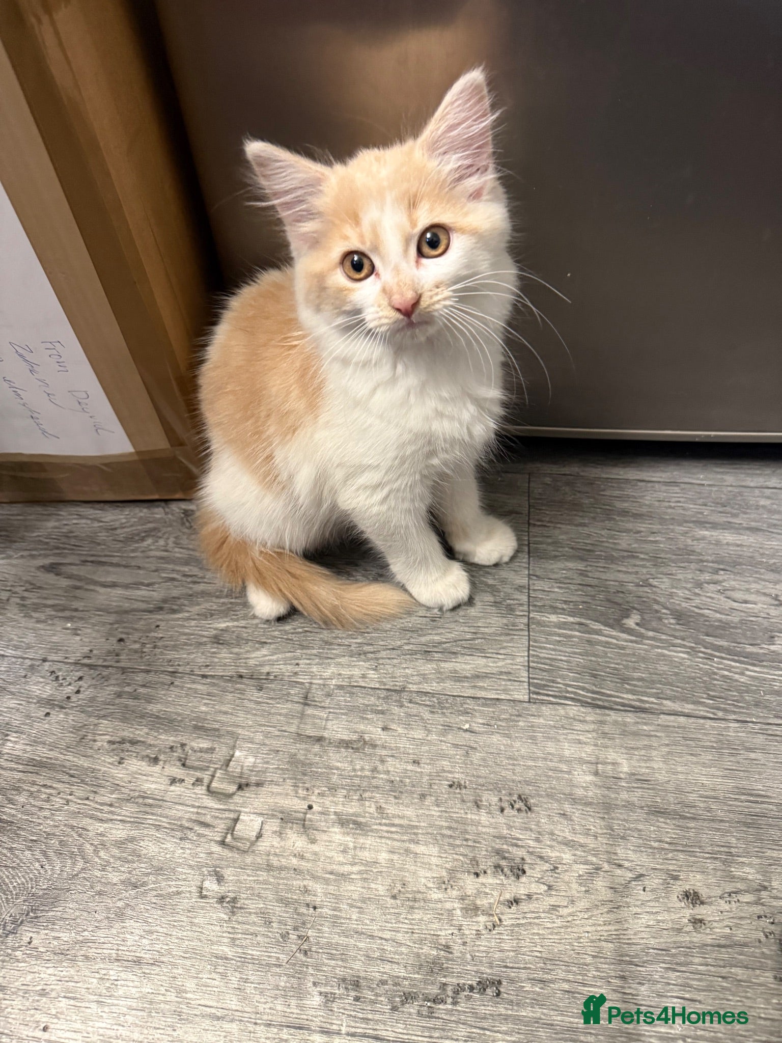 Mixed Breed cats Beautiful and friendly ginger and white kitten - Advert 7