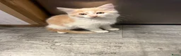 Mixed Breed cats for sale: Beautiful and friendly ginger and white kitten in Helston - Advert 1