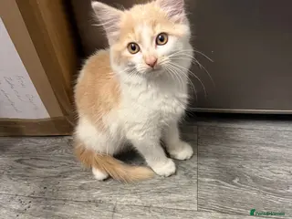 Mixed Breed cats Beautiful and friendly ginger and white kitten - Advert 5