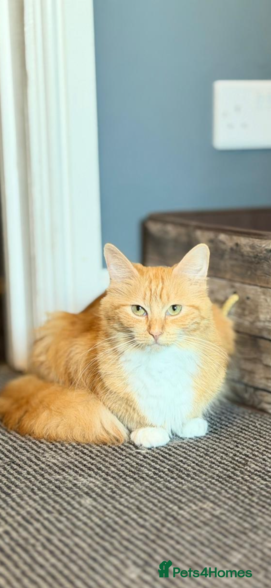 Mixed Breed cats for sale: Beautiful Female Ragdoll Mix Kitten - Advert 7