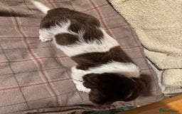 Sprocker dogs for sale: Sprocker Spaniel Puppies  - Image 10