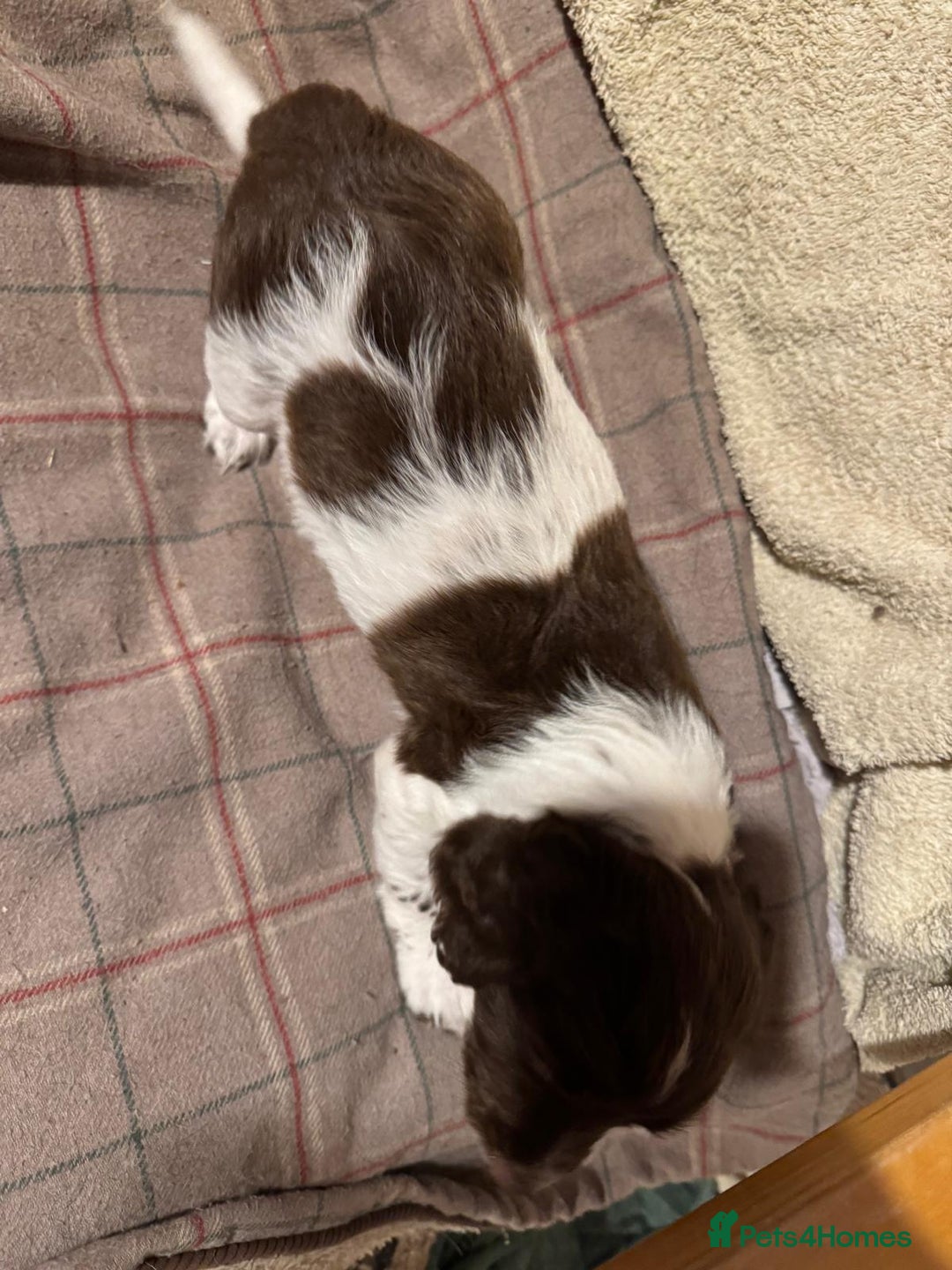 Sprocker dogs for sale: Sprocker Spaniel Puppies  - Image 10