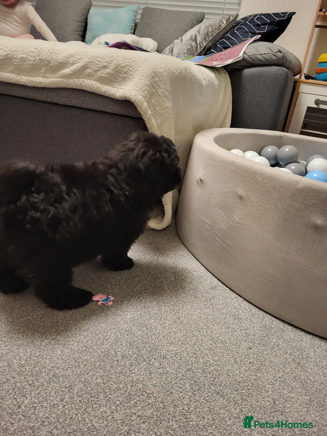 Pomapoo dogs for sale: Stunning Pomapoo Boys Looking for Love 🐾 - Advert 8