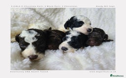 Cockapoo dogs for sale: F1b Toy Cockapoos.Roan & Chocolate.Health Tested. - Image 6