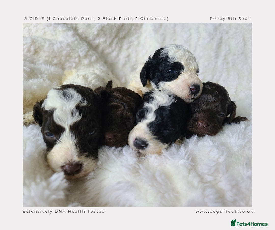 Cockapoo dogs for sale: F1b Toy Cockapoos.Roan & Chocolate.Health Tested. - Image 6
