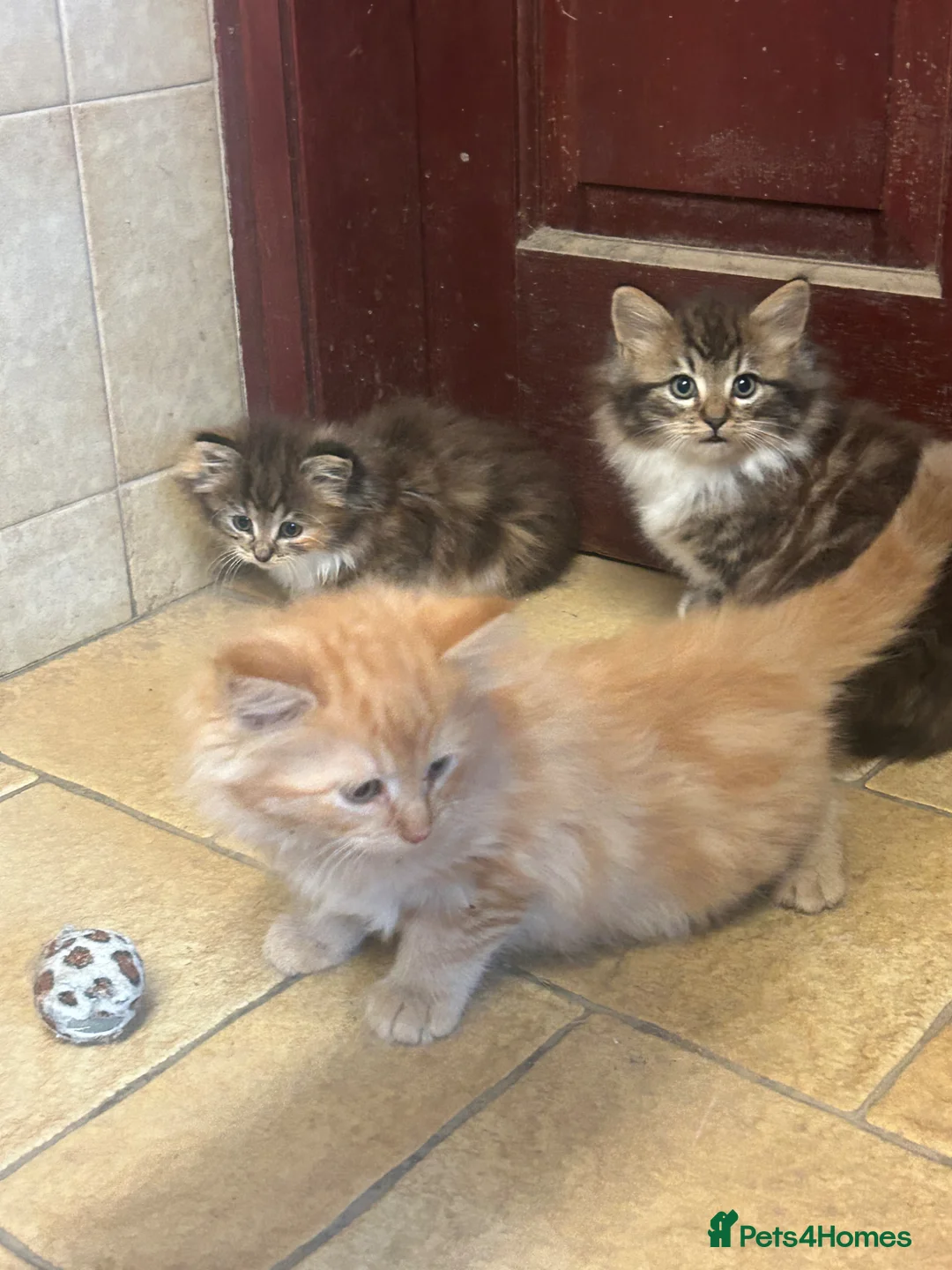 Mixed Breed cats for sale: Beautiful long haired kittens  - Advert 1