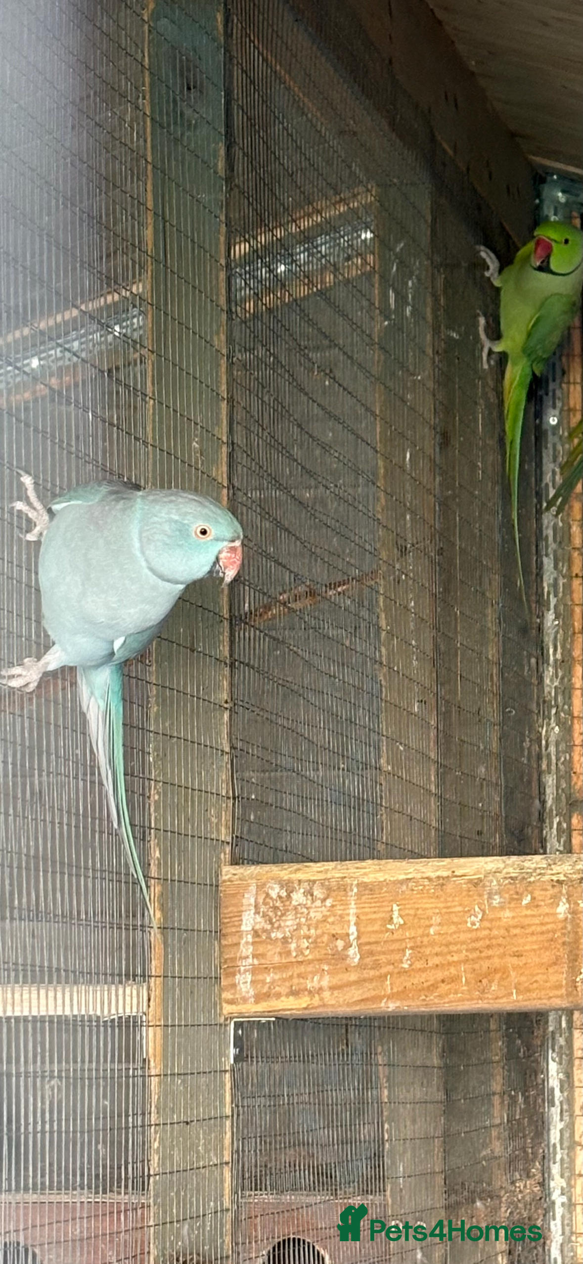 Ringnecks birds Proven pair of ringnecks  - Advert 18