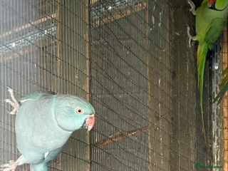 Ringnecks birds Proven pair of ringnecks - Advert 18