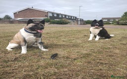 Akita dogs for sale: Akita Puppies for Sale - Advert 2