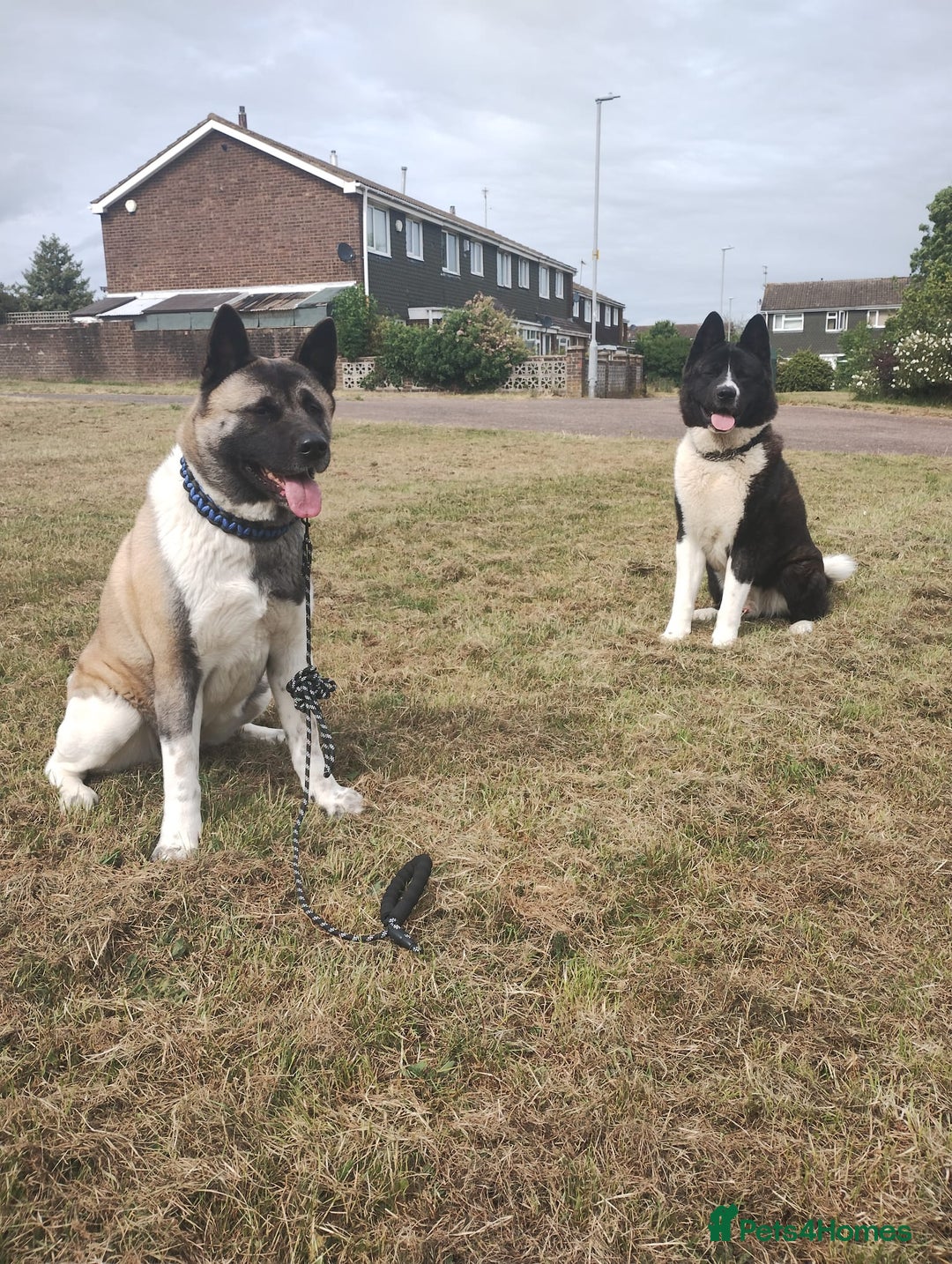 Akita dogs for sale: Akita Puppies for Sale - Advert 2