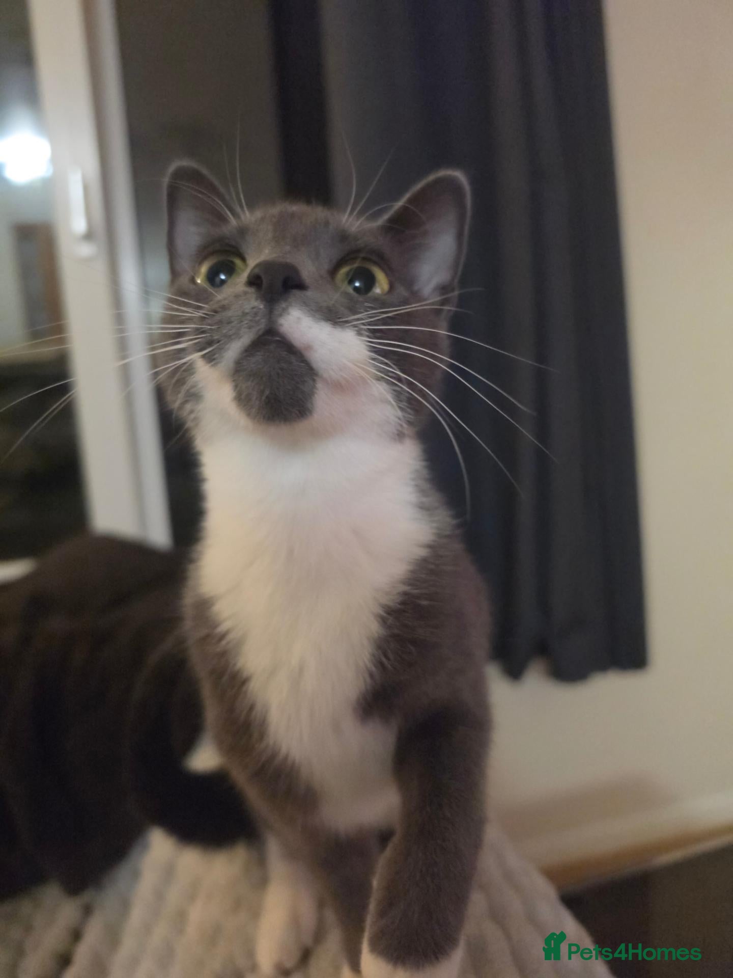 Mixed Breed cats Chin Chin - Advert 2