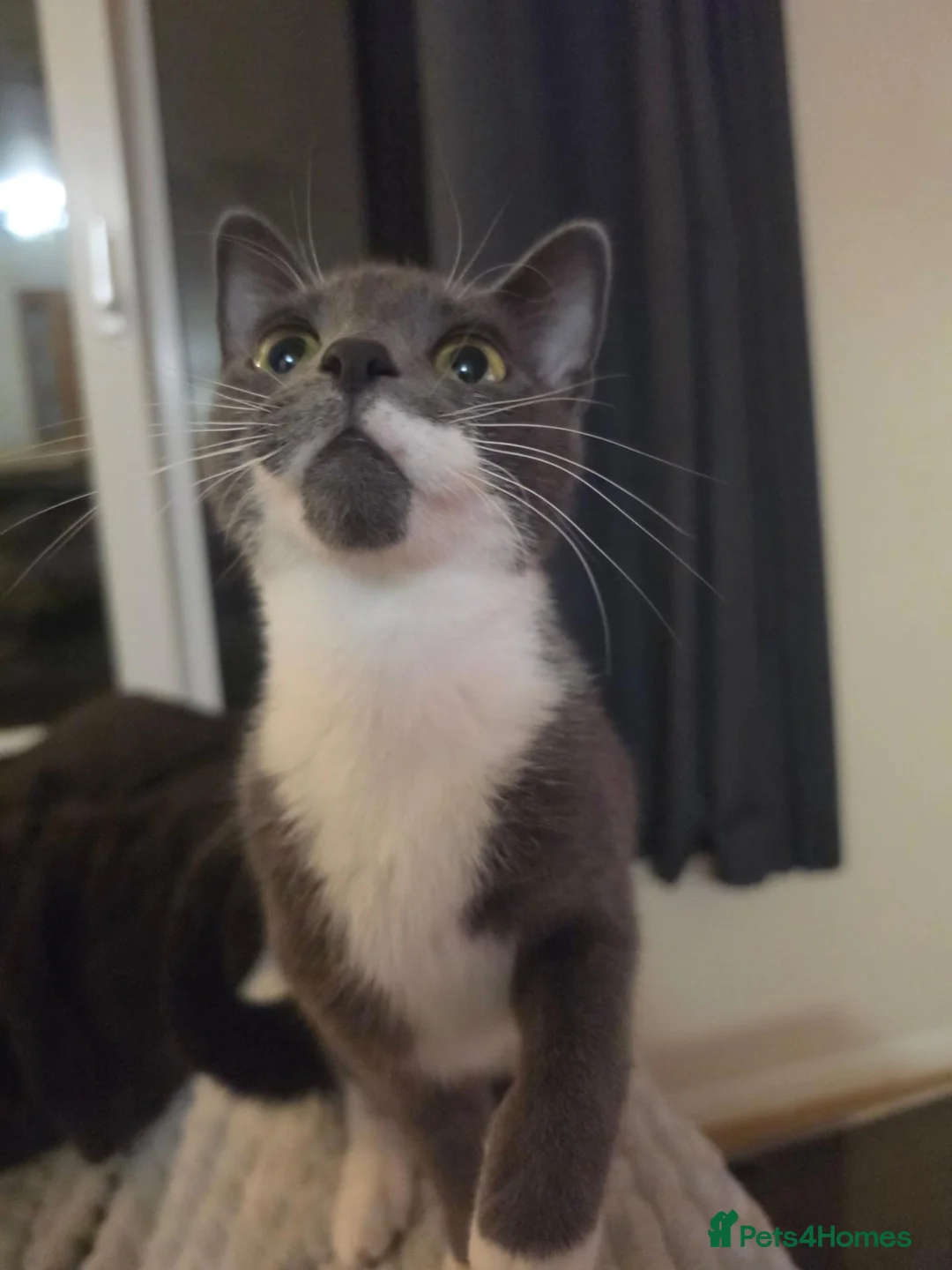 Mixed Breed cats for sale: Chin Chin in High Wycombe - Advert 1