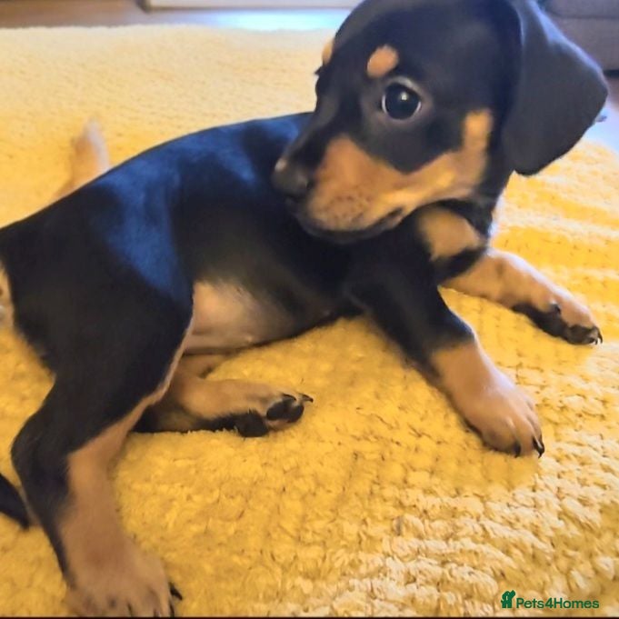 Mixed Breed dogs 🐾 Frenchie x Miniature dachshund 🐾  - Advert 5