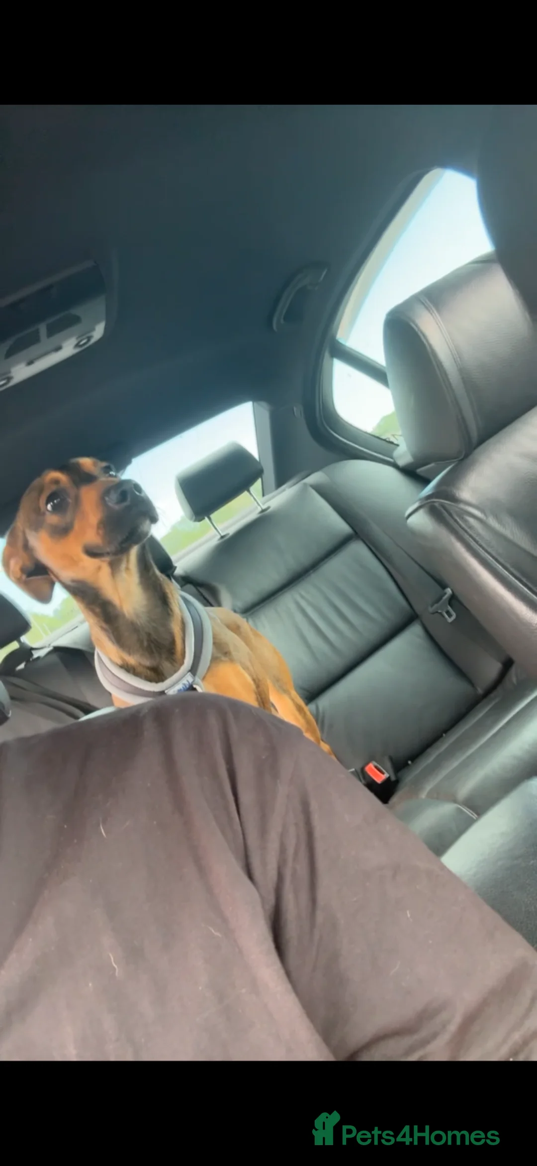 Springador dogs for sale: Freddie  - Advert 1