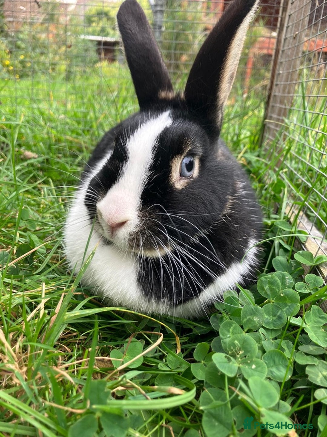 Netherland Dwarf rabbits for sale: Female Netherland Dwarf, 2 years old, vaccinated - Advert 3