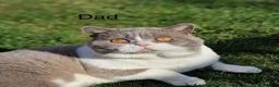 British Shorthair cats for sale: TICA Registered BritishShorthairKittens  Ready now - Advert 14