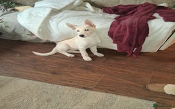 German Shepherd dogs for sale: One white German shepherd pup for sale female  - Image 2