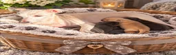 Italian Greyhound dogs for sale: Beautiful Italian greyhound puppies for sale  in Worksop - Advert 5