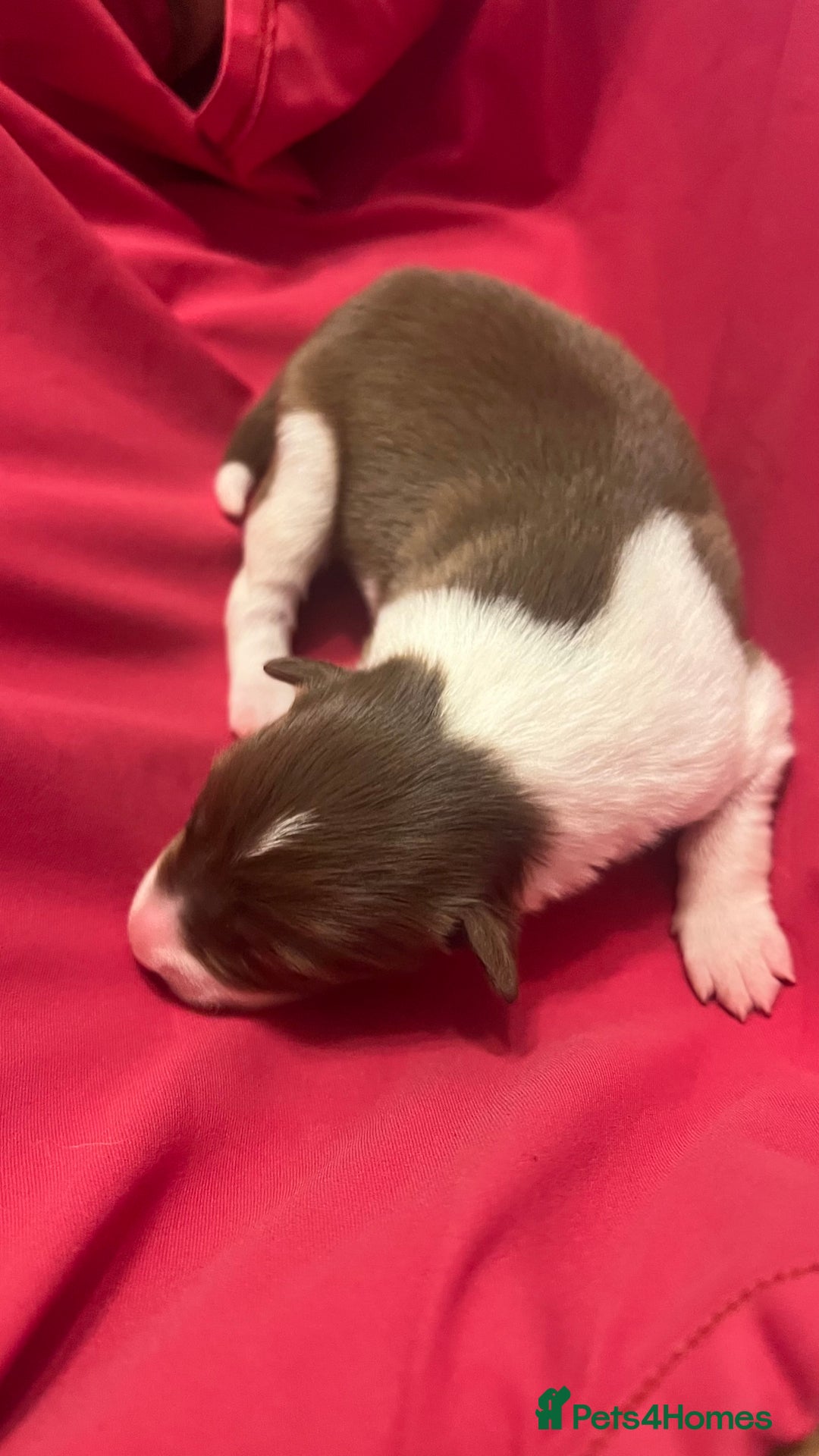 Border Collie dogs for sale: **🐾 Adorable Border Collie Puppies for Sale! 🐾** - Image 6