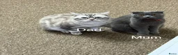 Scottish Fold cats for sale: Beautiful Scottish Straight Kitten - Advert 2
