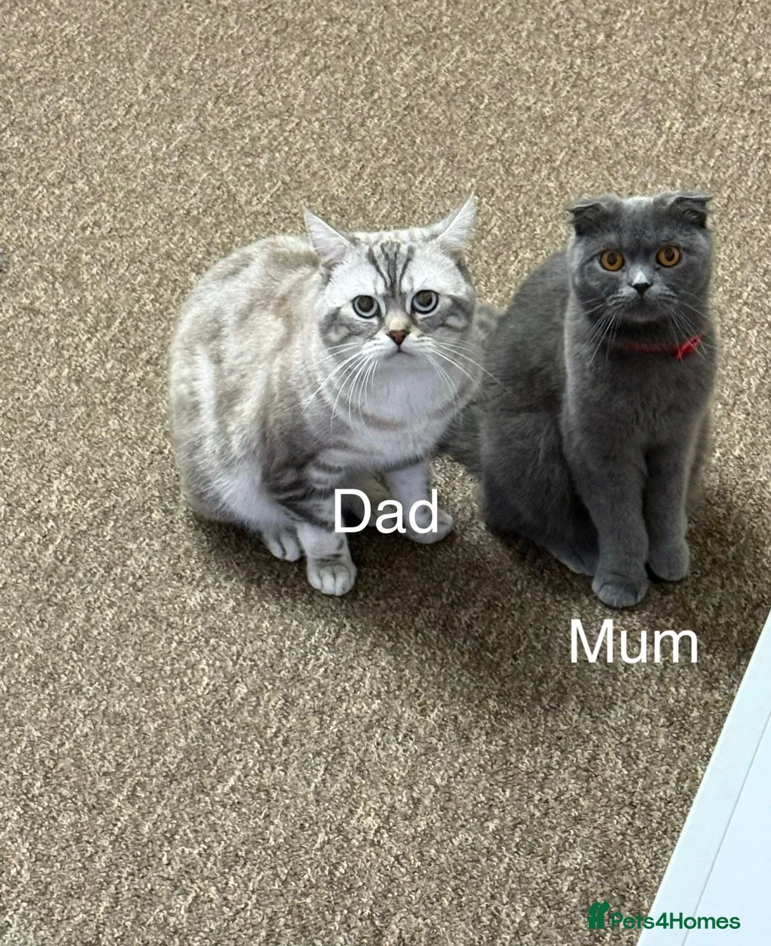 Scottish Fold cats for sale: Beautiful Scottish Straight Kitten - Advert 2