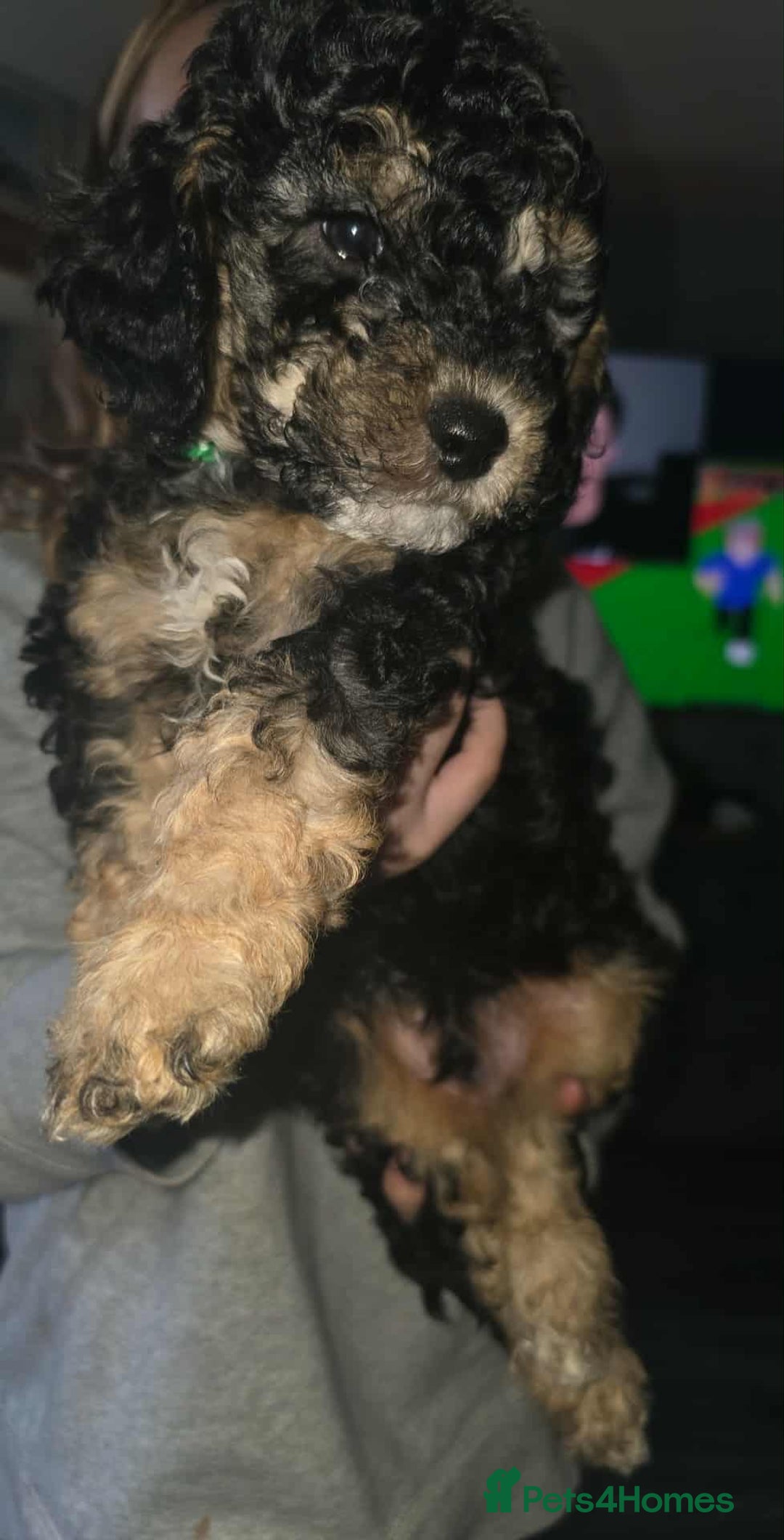 Cockapoo dogs for sale: Beautiful f1b cockapoo puppies  - Image 6