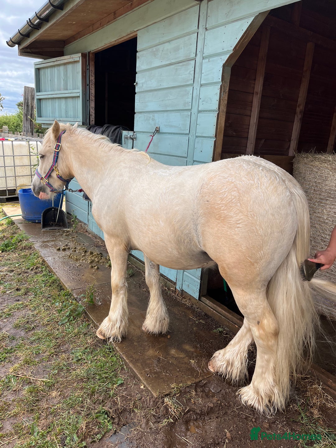 Irish Cob horses for sale: Custard 13hh palamino gelding 3 year old - Advert 3