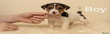 Jack Russell Puppy 4