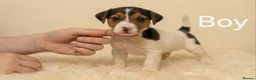 Jack Russell dogs for sale: Jack russell pups - Advert 9